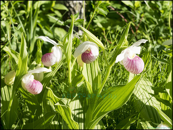 P6200739Y_web