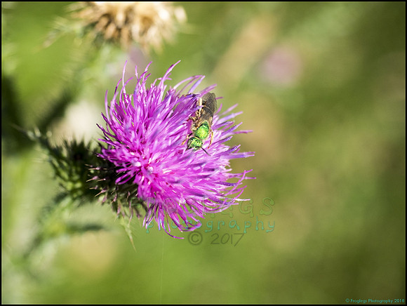 P9290301L_web
