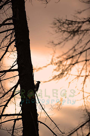 itasca_080