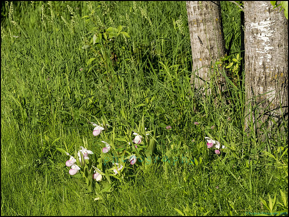 P6200779I_web