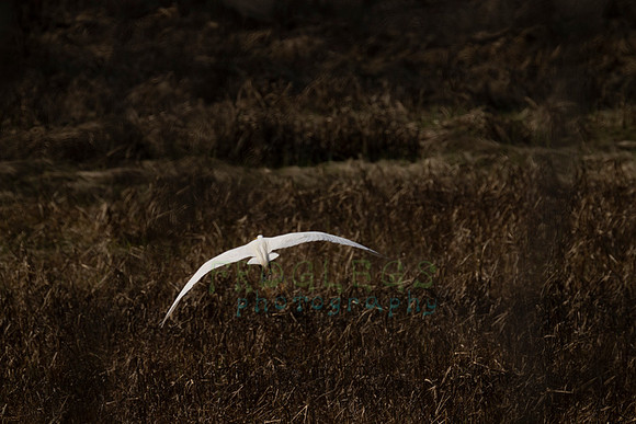 FRG_0455