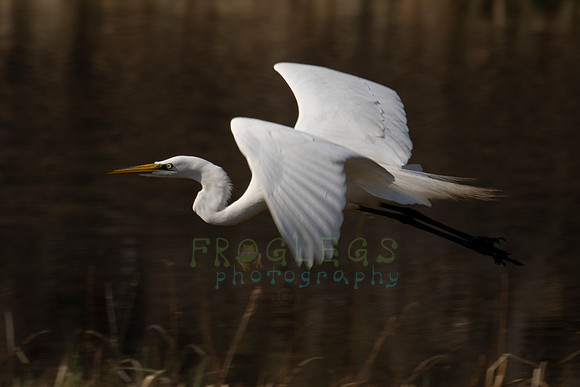 FRG_0447