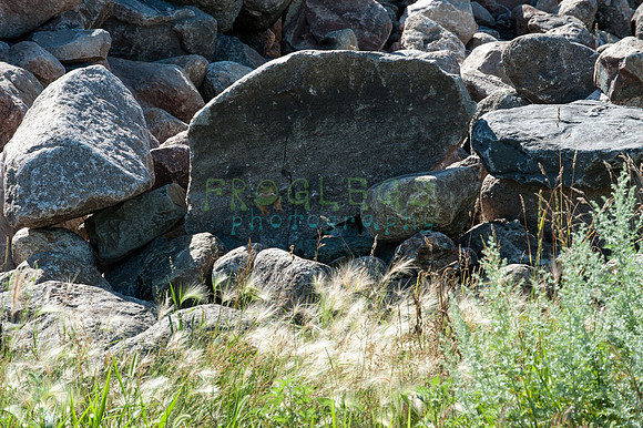 FRG_9756_web