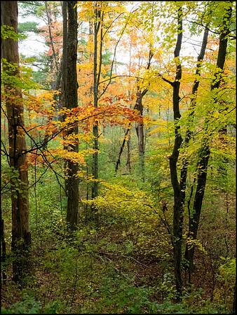 frogPA150685_web