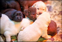 Mick's Pups