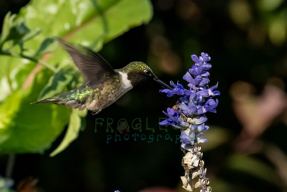 FRG_2821