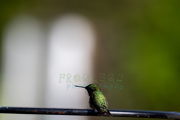 FRG_0995