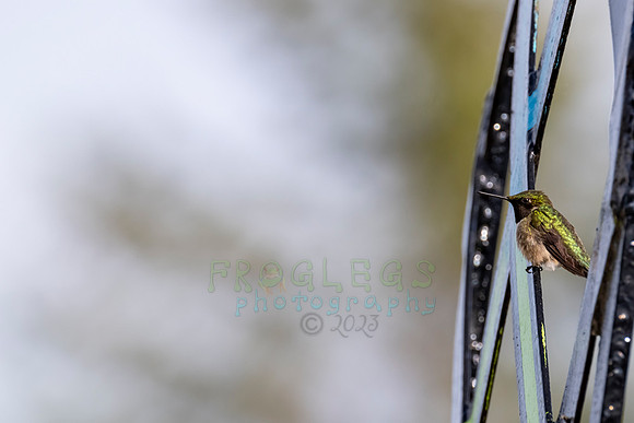 FRG_0818