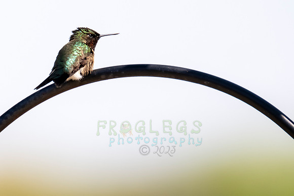FRG_0794