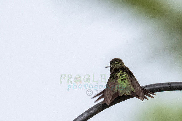 FRG_1360