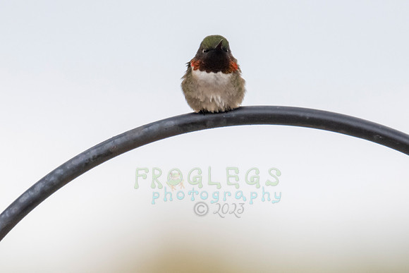 FRG_0726