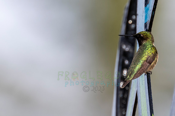 FRG_0843