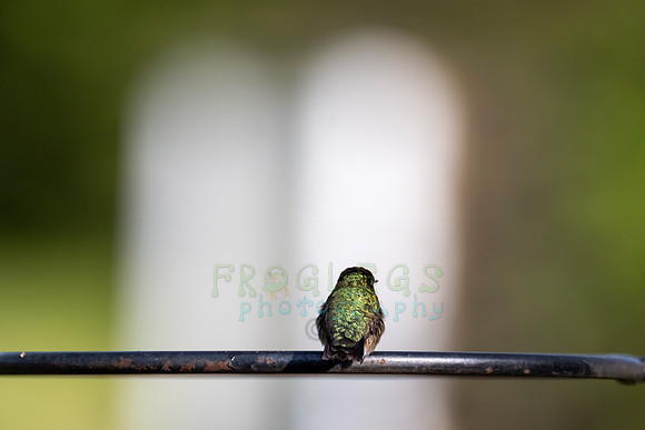 FRG_0994