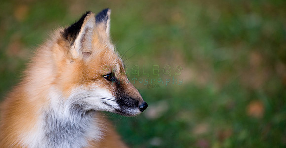 Wild Fox
