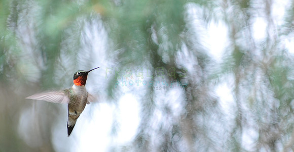 Male Ruby Throated Hummingbird, Trempealeau County, Wisconsin