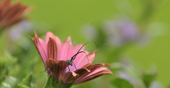 Horned Bug in the flower bed