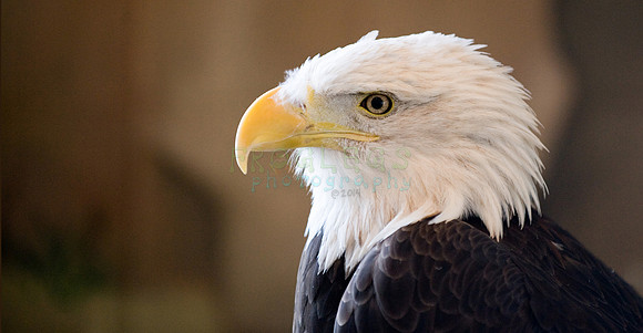 National Eagle Center, Wabasha, MN