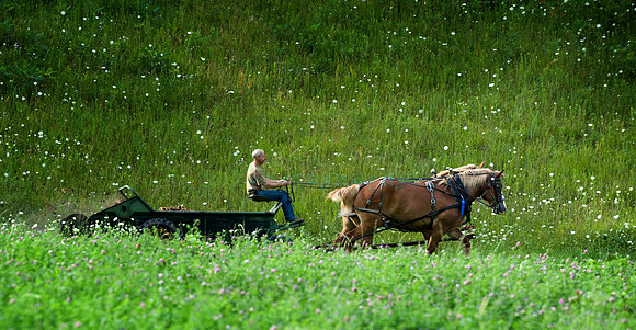 Draft Horse Farm, Ettrick, Wisconsin
