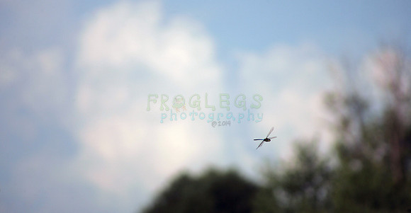 Dragonfly in the National Wildlife Refuge near Bluffsiding