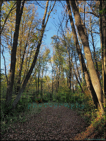 Spruce_Hill_40_web