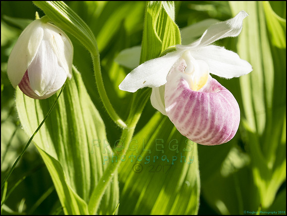 P6200735U_web