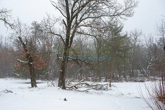 FRG_6171