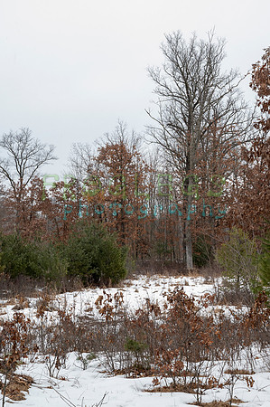 FRG_6270