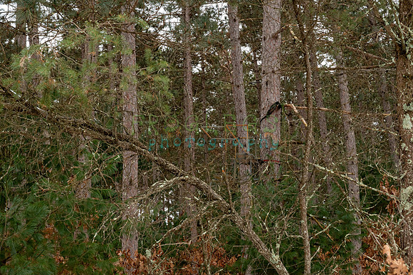 FRG_6278