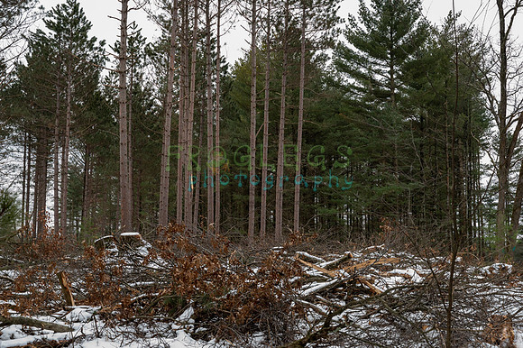 FRG_6280