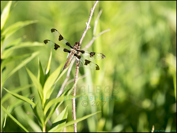 P6200762L_web