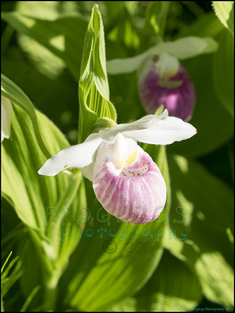 P6200732R_web