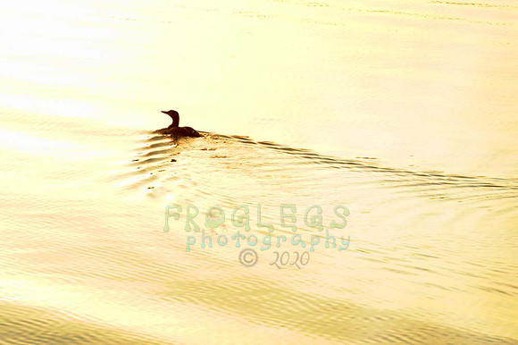 itasca_323_a