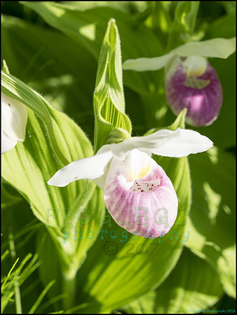 P6200733S_web