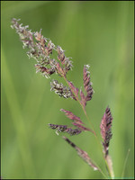 P6200701E_web