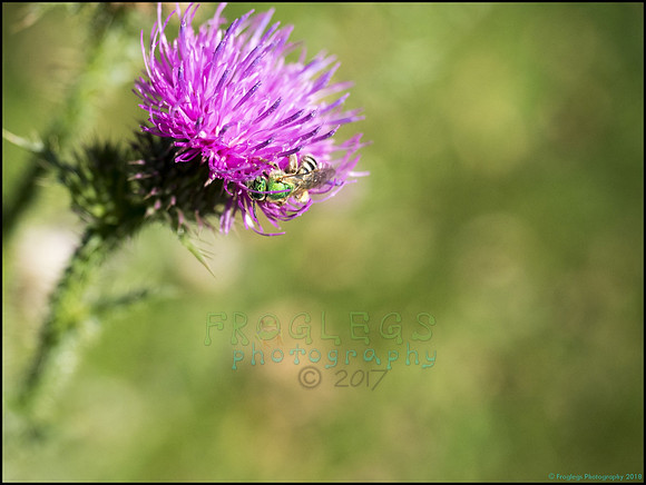 BrophyNorth37_web
