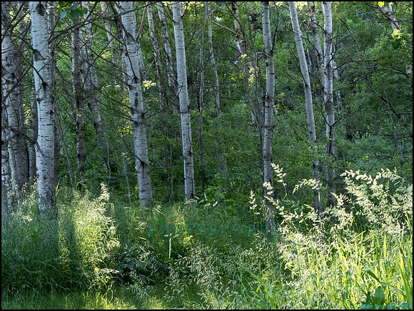 P6200756G_web