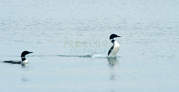 loons_3_5650