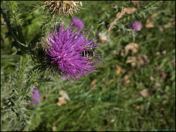 P9290290D_web
