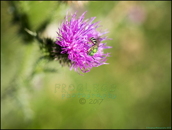 BrophyNorth34_web