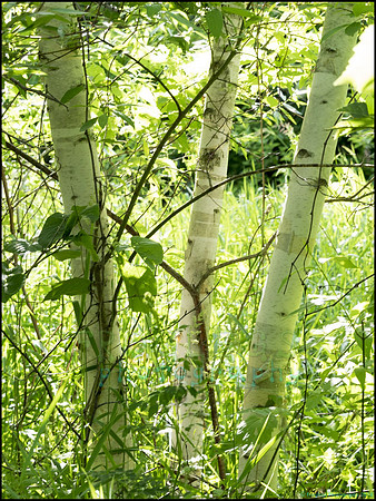 P6200697A_web