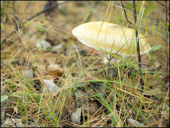 P9220191N_web