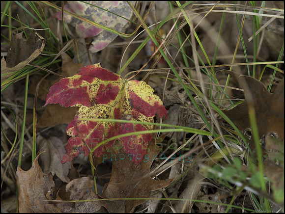 P9220233B_web