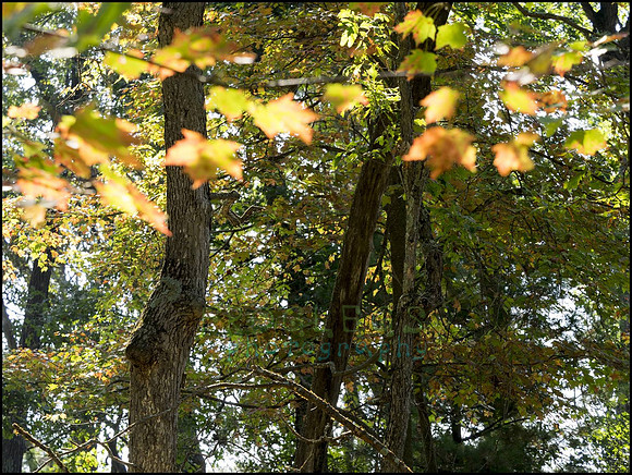 P9220234C_web