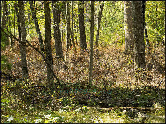 P9220255D_web