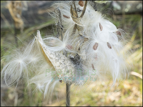 P9220272O_web