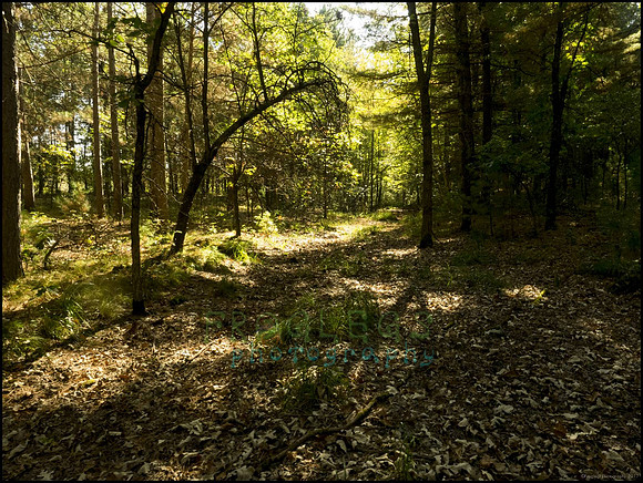 P9220296Q_web