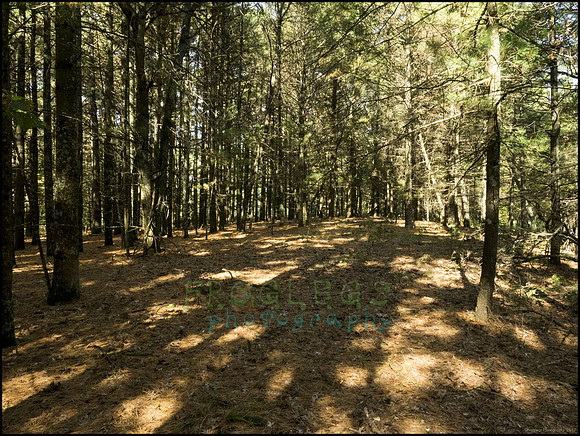 P9220294O_web