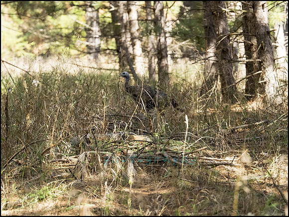 P9220319D_web