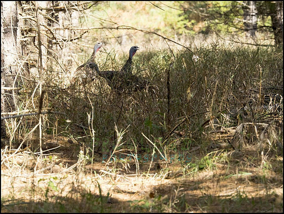 P9220321F_web