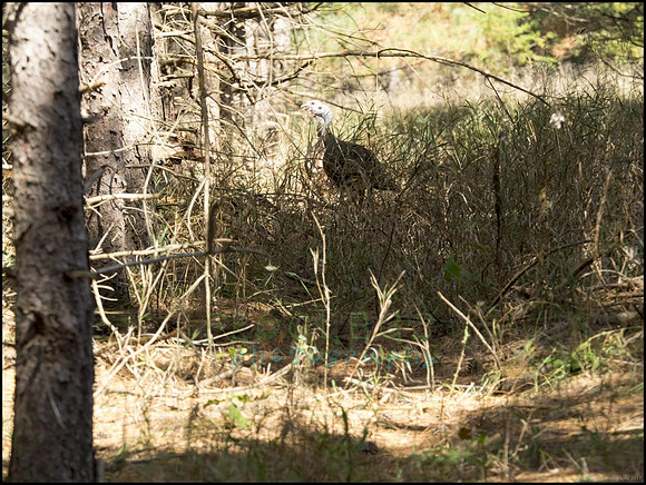 P9220322G_web